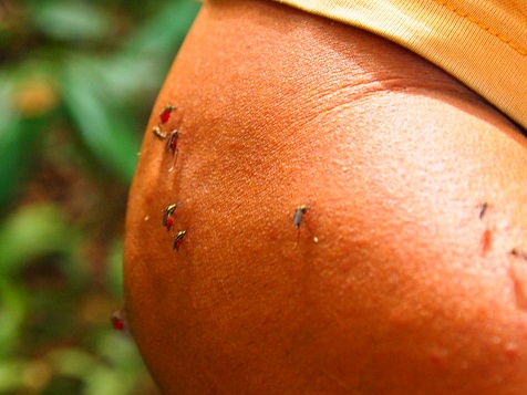 アマゾン蚊の猛威1.jpg