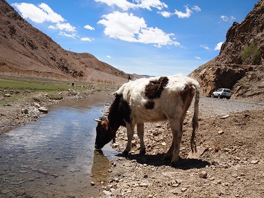 川で水を飲む牛.jpg